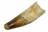 Robust Fossil Spinosaurus Tooth - Feeding Worn Tip #294113-1